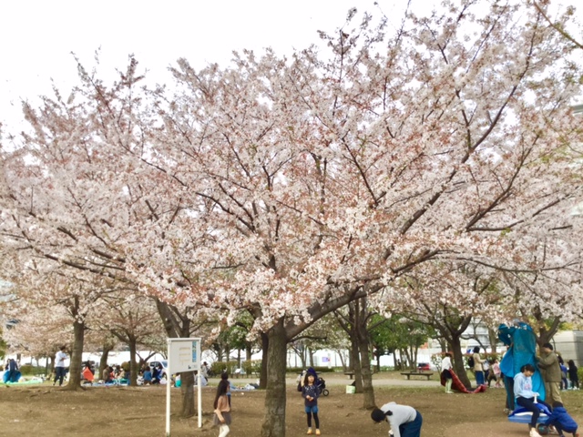 全面開園した 豊洲ぐるり公園 を40枚の写真でぐるりとご紹介 ブリリア有明シティタワー公式サイト