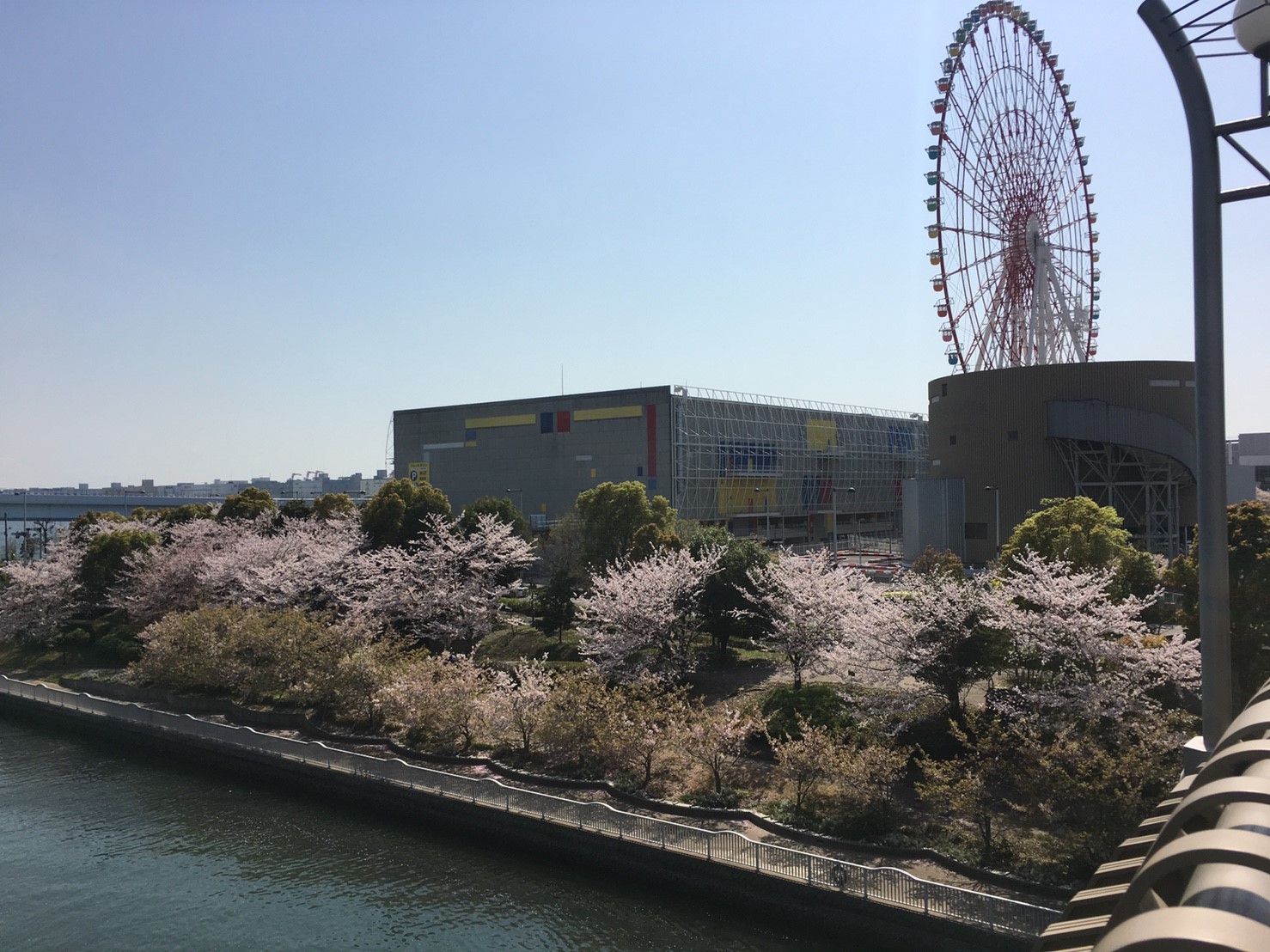 20180401-桜とチューリップ_180401_0004.jpg
